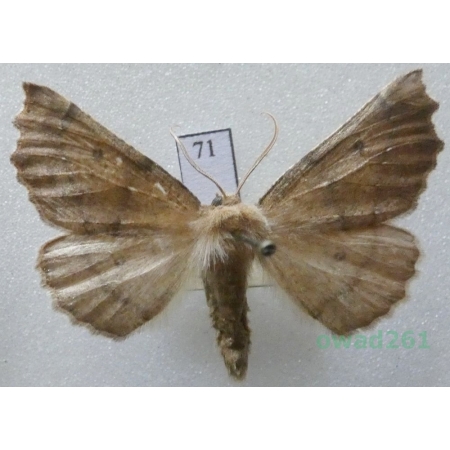 Odontopera bidentata (Clerck, 1759) male Czech71